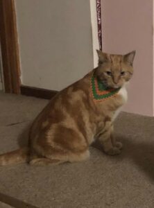 ginger cat in green and orange pet bandanas