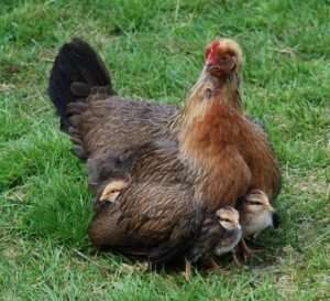 hen protecting her chicks