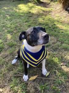 staffy in blue and yellow pet bandanas